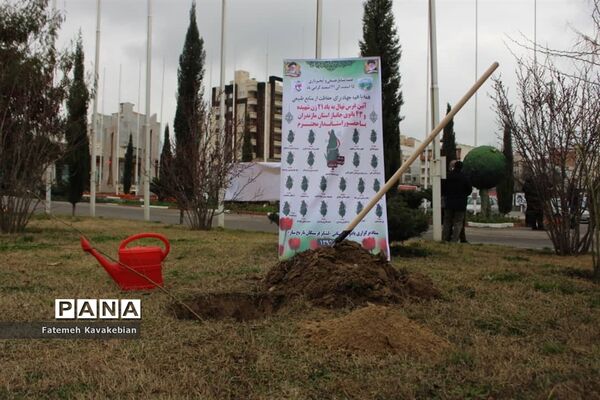 کاشت نهال به یاد زنان شهید، جانباز و آزاده مازندران