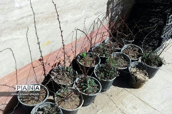 اهدای  رایگان نهال در بوستان‌های خاورشهر به مناسبت جشن تولد زمین