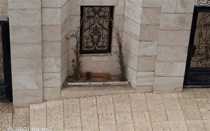 طراوت نهال و شبنم روی برگ