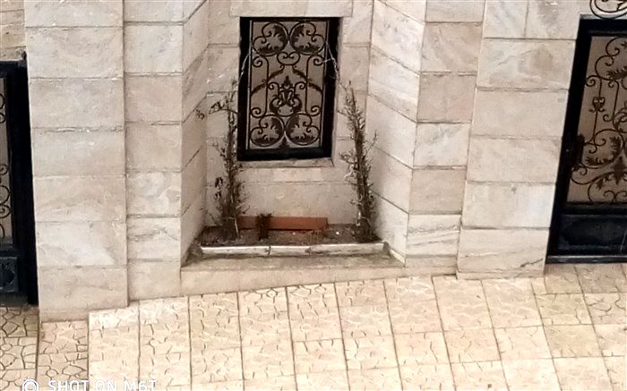 طراوت نهال و شبنم روی برگ
