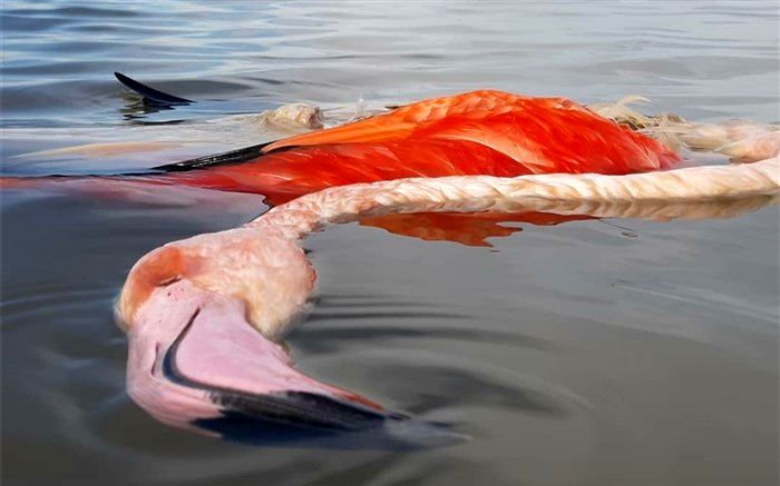 بوتولیسم همچنان قربانی می‌گیرد؛ تلف شدن غیرعادی پرندگان مهاجر 38 روزه شد