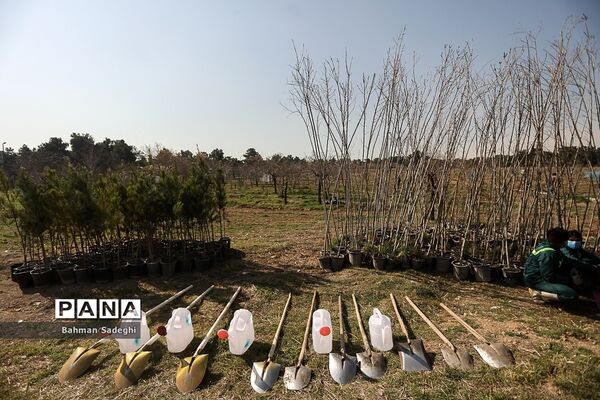 کاشت 1000 اصله نهال در روز درختکاری