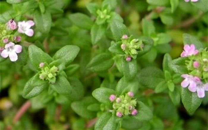 آویشن گیاهی سحرآمیز و در معرض خطر انقراض