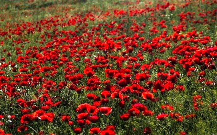 سفر به دشت شقایق های سرخ