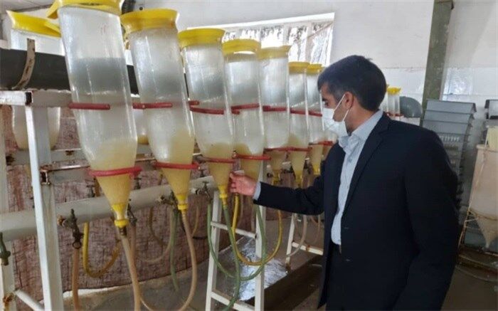 تکثیر ماهیان بومی و گرمآبی در زهک آغاز شد
