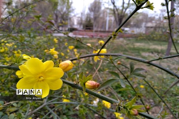 نخستین بهار قرن جدید