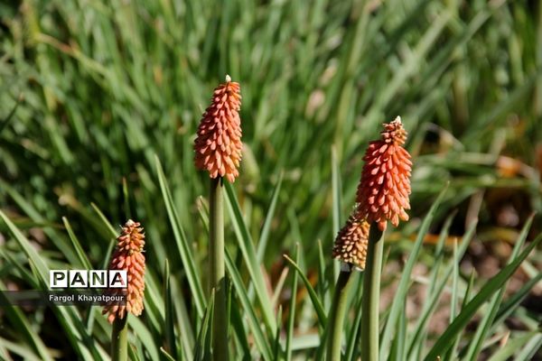 نخستین بهار قرن جدید