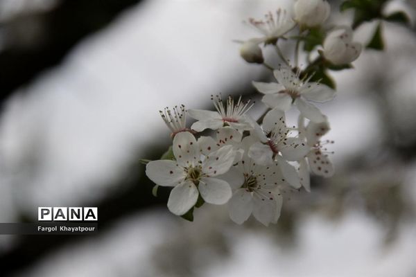 نخستین بهار قرن جدید