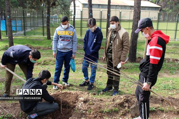 کاشت درخت سلامتی