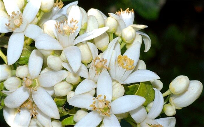خواص بی‌نظیر چای بهار نارنج برای سلامت بدن