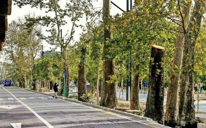 ابهام در حفاظت از چنارستان پایتخت؛ طرح ساماندهی خیابان ولیعصر شفاف نیست