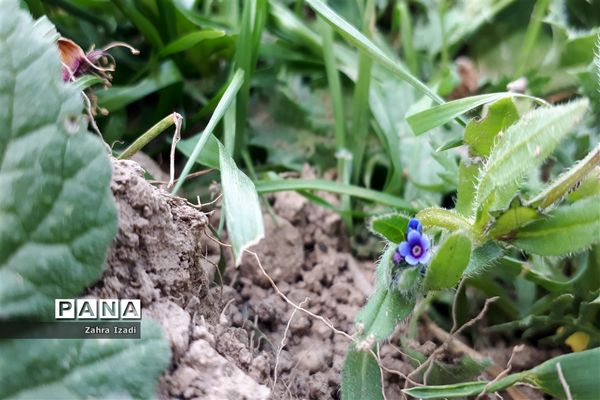 آغاز بهار طبیعت