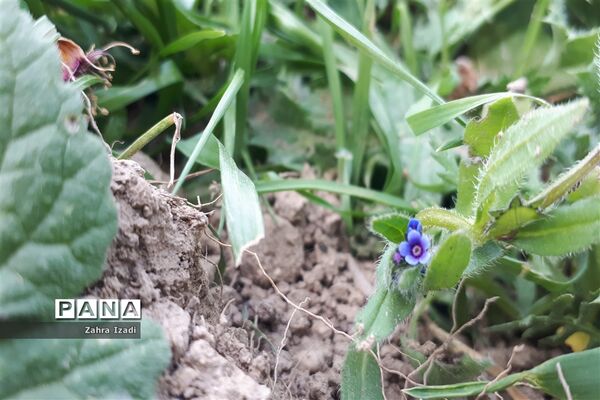 آغاز بهار طبیعت