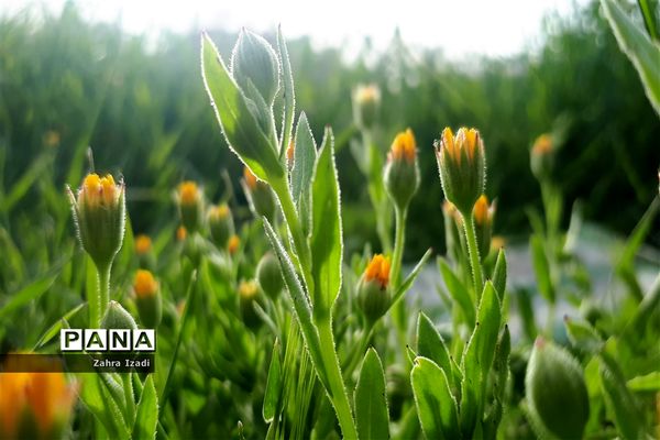 آغاز بهار طبیعت