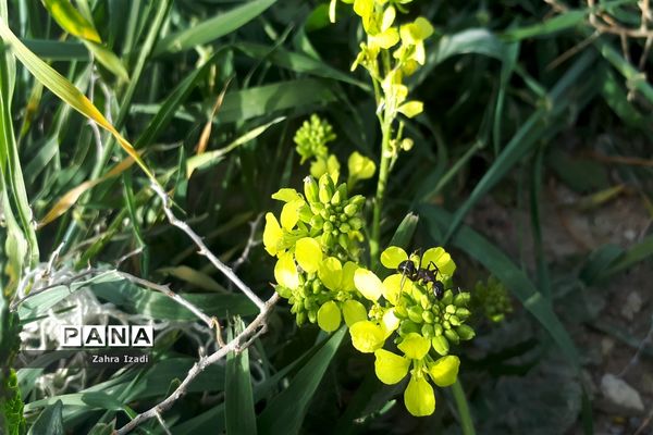 آغاز بهار طبیعت