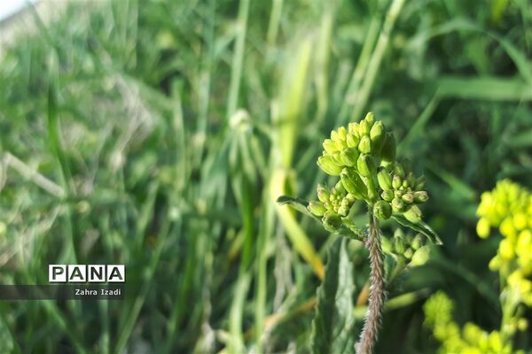 آغاز بهار طبیعت