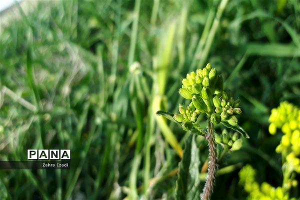 آغاز بهار طبیعت