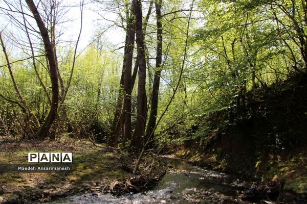 طبیعت بکر روستای کچا