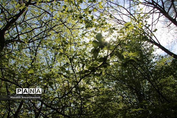 طبیعت بکر روستای کچا