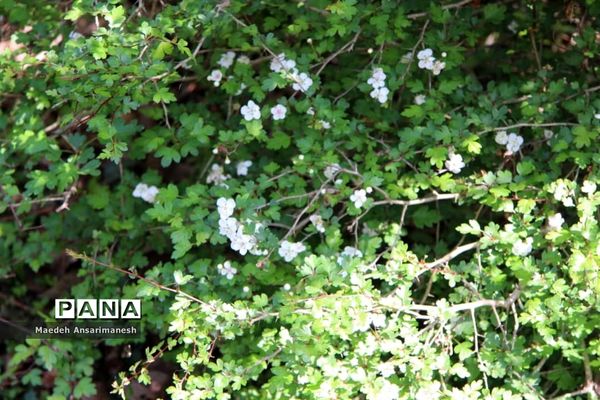 طبیعت بکر روستای کچا