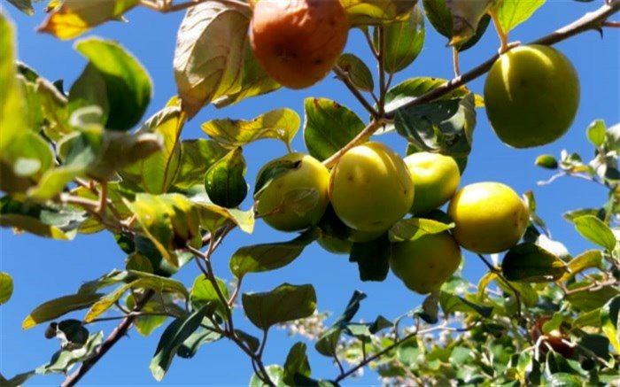 برداشت ۲۶٠٠ تن میوه کُنار از باغات شهرستان راسک