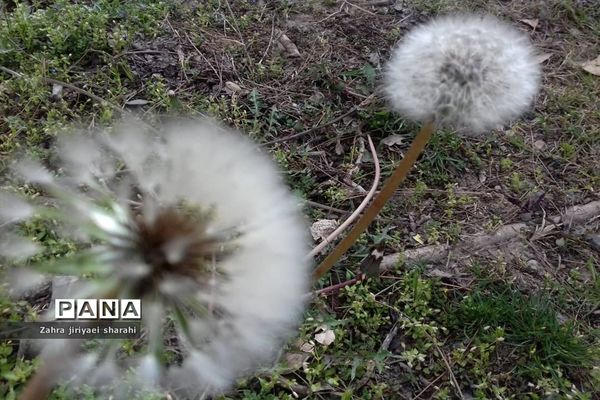 جلوه‌های طبیعت و پیدایش بهار در خاورشهر