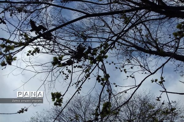 جلوه‌های طبیعت و پیدایش بهار در خاورشهر