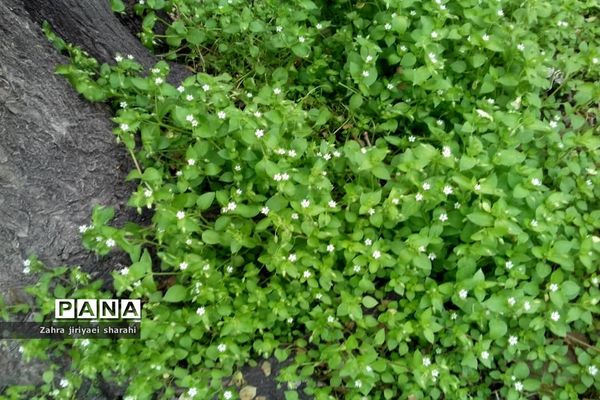 جلوه‌های طبیعت و پیدایش بهار در خاورشهر