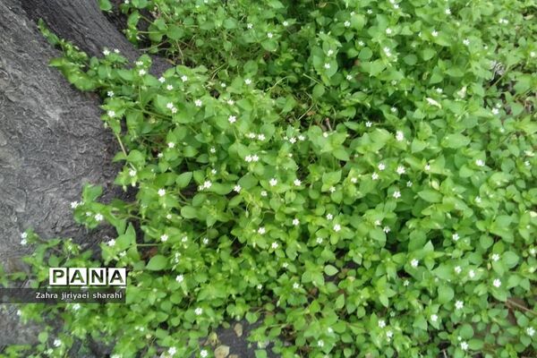 جلوه‌های طبیعت و پیدایش بهار در خاورشهر