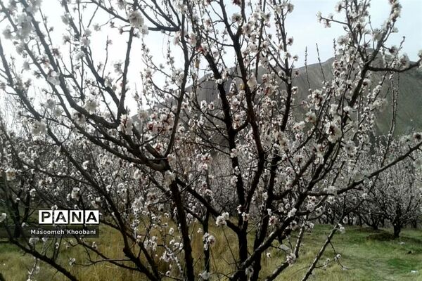 شکوفه‌هایی از جنس لبخند بهار