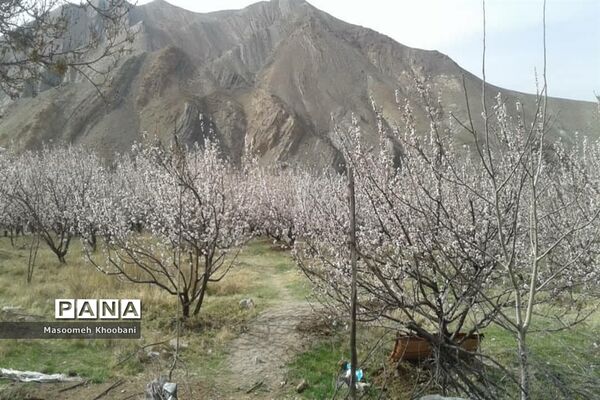 شکوفه‌هایی از جنس لبخند بهار