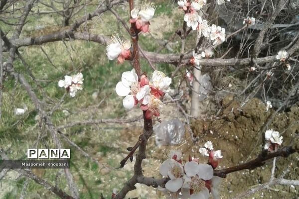 شکوفه‌هایی از جنس لبخند بهار