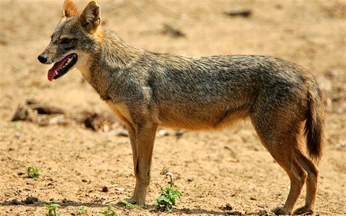 شغال انگشت دختر جوان را قطع کرد