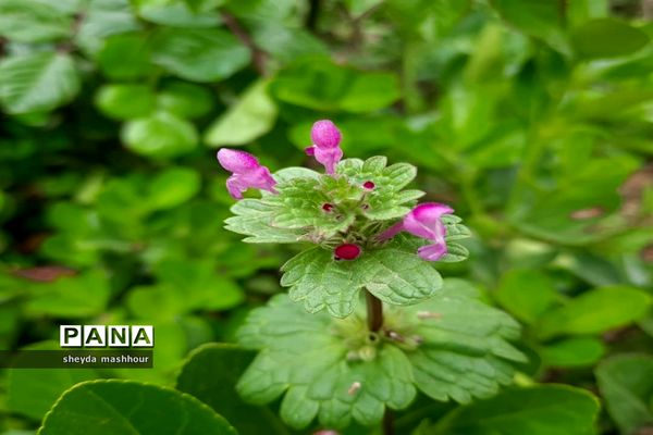 بهار زیبای تهران‌ سال 1400