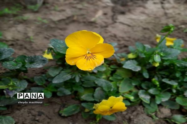 بهار زیبای تهران‌ سال 1400