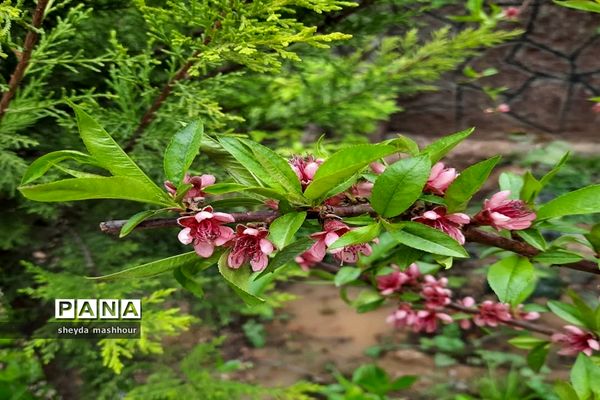 بهار زیبای تهران‌ سال 1400