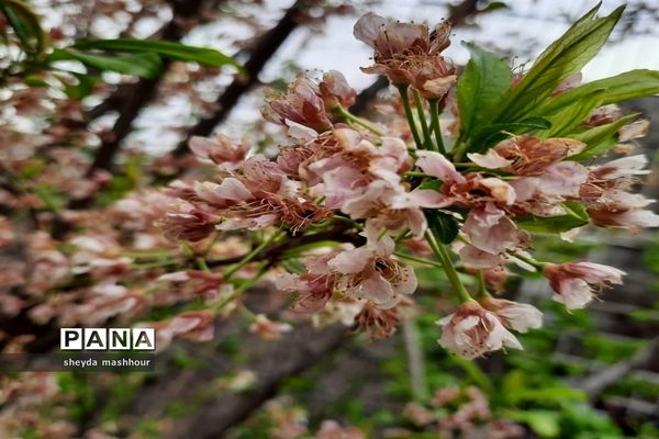 بهار زیبای تهران‌ سال 1400