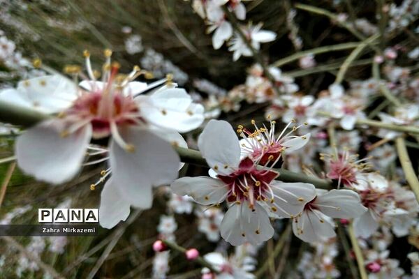 شکوفه های بهاری