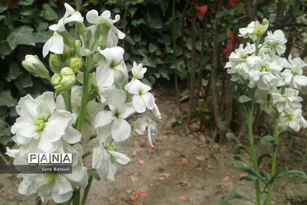 شکوفه های بهاری