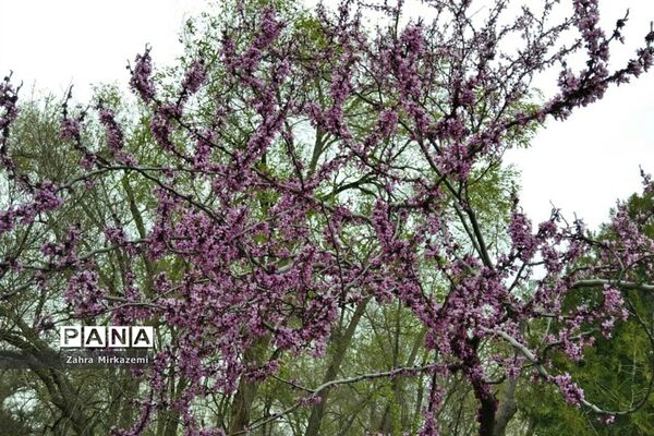 شکوفه های بهاری