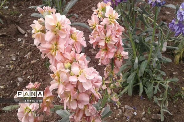 شکوفه های بهاری