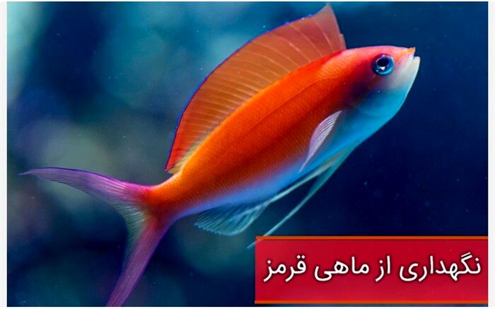 ماهی‌های کوچک و پولکی عید را چگونه نگهداری کنیم