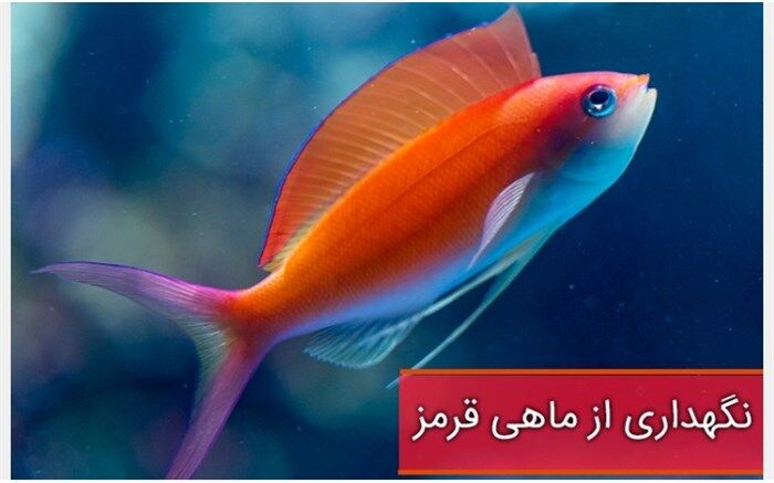 ماهی‌های کوچک و پولکی عید را چگونه نگهداری کنیم