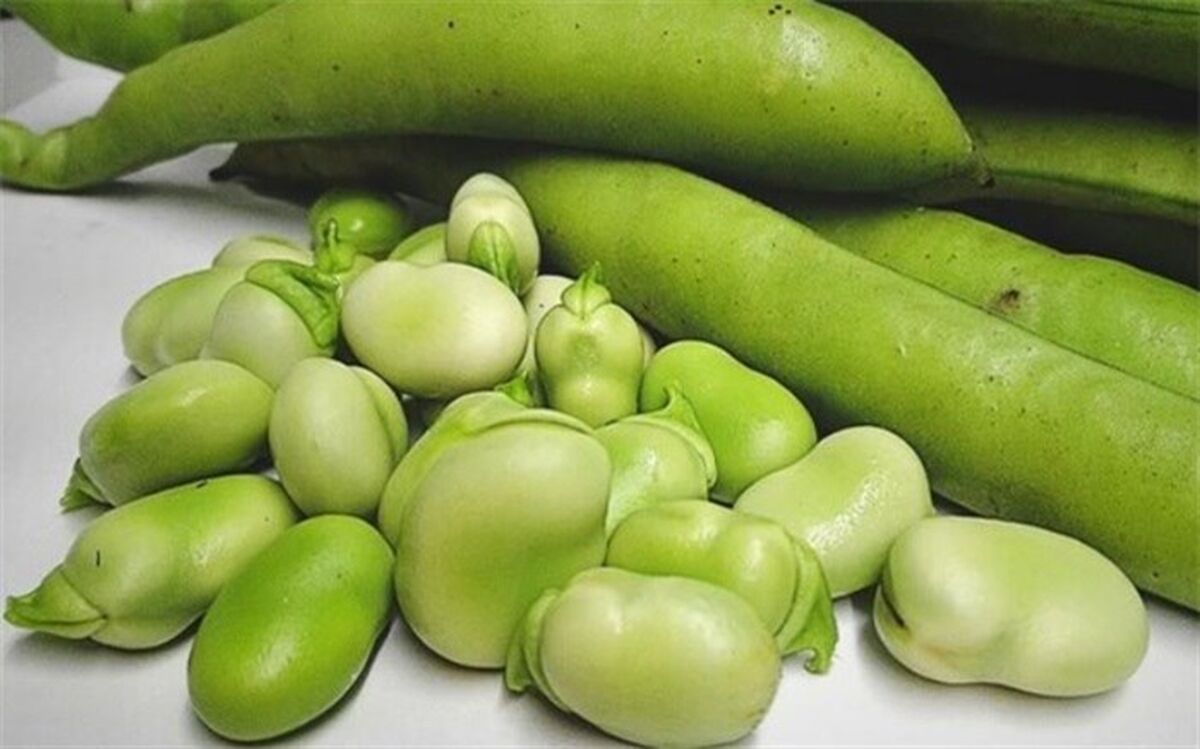 باقلا عامل بیماری فاویسم