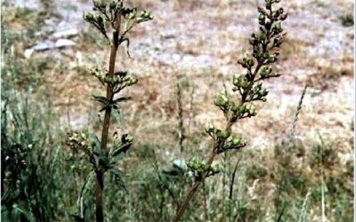 کمک به بهبود زخم معده و دردهای شکمی با گیاه "تشنه‌داری"