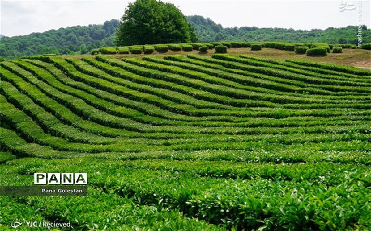 احیای مزارع گلستان بعد از بارندگی