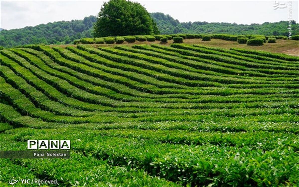 احیای مزارع گلستان بعد از بارندگی