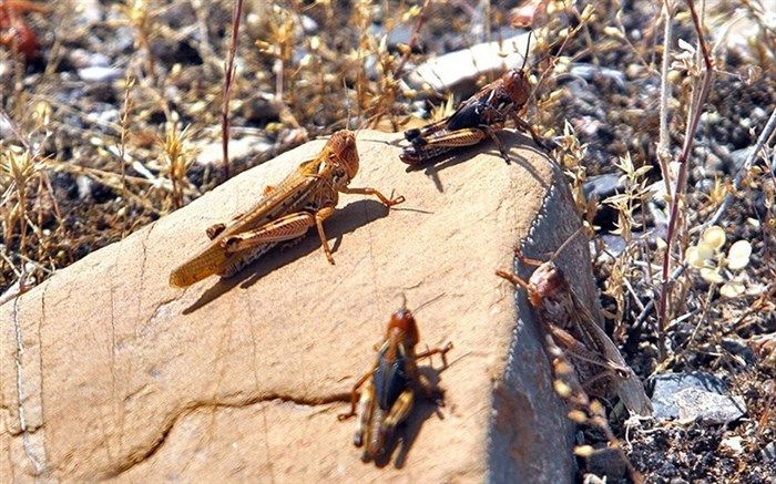 مبارزه با ملخ صحرایی در سطح ۶۰۰ هزار هکتار تا تیرماه امسال