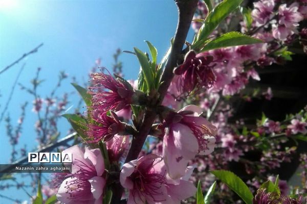 دیدار بهار با روستای زیبای کیاسه در استان گیلان