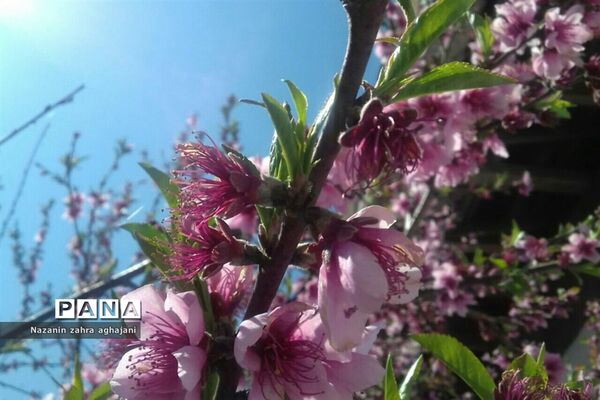 دیدار بهار با روستای زیبای کیاسه در استان گیلان